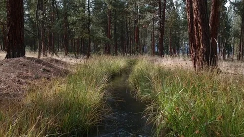 Creek In The Woods Drone Stock Footage 82704456