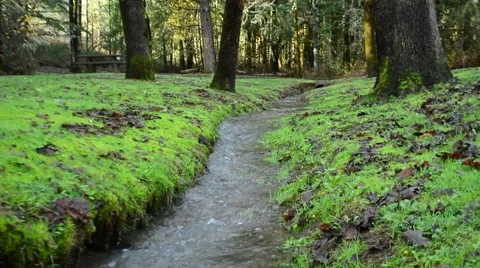 Creek in the woods Video stock 45152237