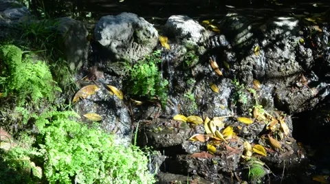 Creek in the woods Stock Footage 45991589