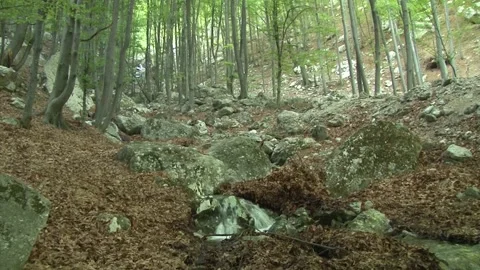 Creek in the woods Stock Footage 140915012