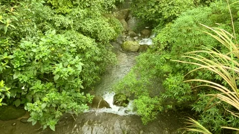 A Creek in the woods Stock Footage 247000300