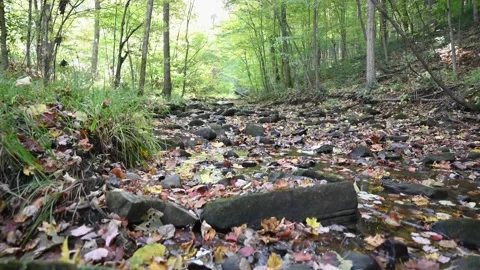 Creek4K01 Stock Footage 168317311