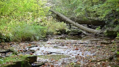 Creek4K06 Stock Footage 168317313