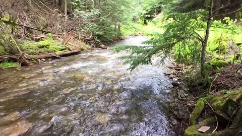 Creekside rushing spring water, Beauty Creek, Idaho Stock Footage