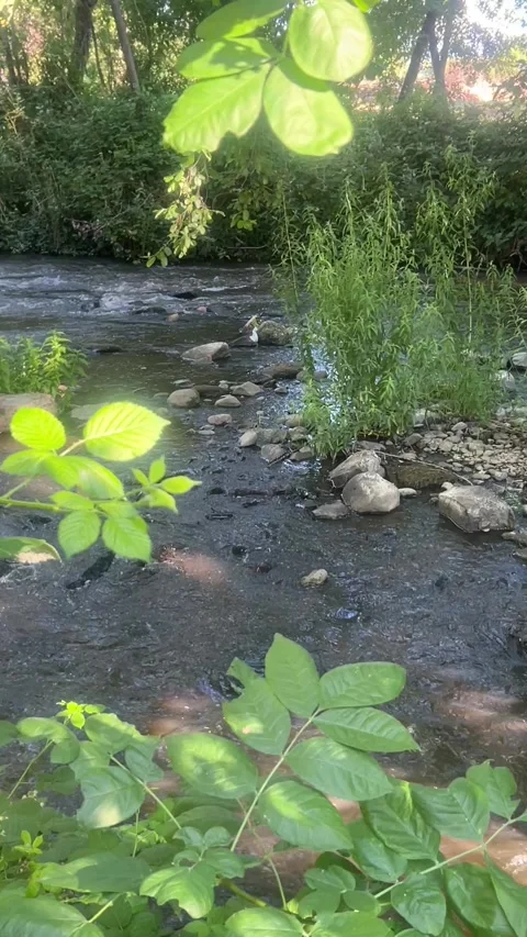 Creekside with sun on close leaves Vidéo 337434371