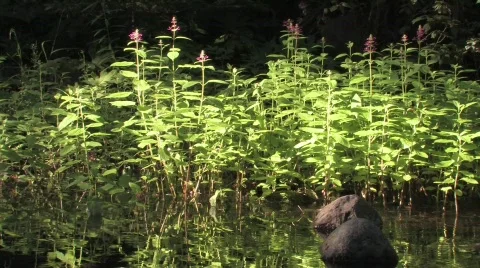 Creekside Wildflowers 스톡 동영상 153561