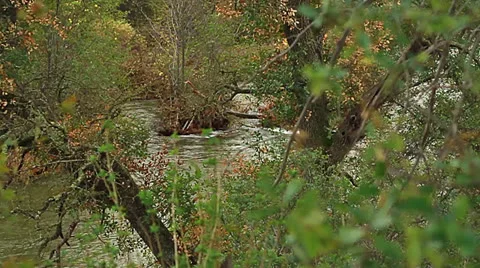 CreekThruTrees Stock Footage 26367380