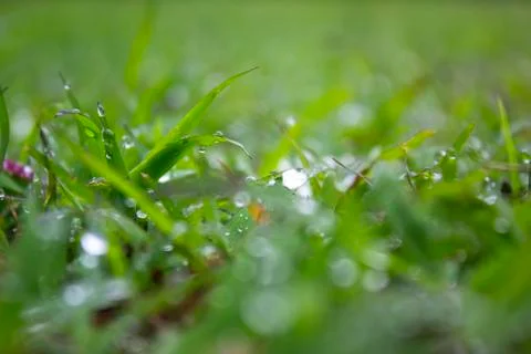 Creen leaf Stock Photos