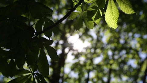 Creen leaves on a chestnut tree Video stock 131090185