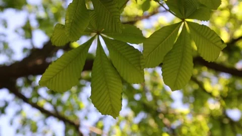 Creen leaves on a chestnut tree Stock Footage