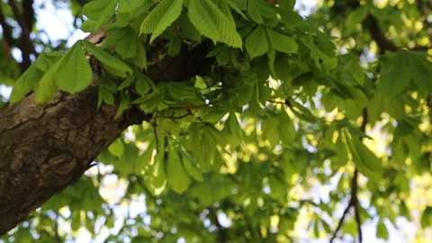 Creen leaves on a chestnut tree Video stock 131090285