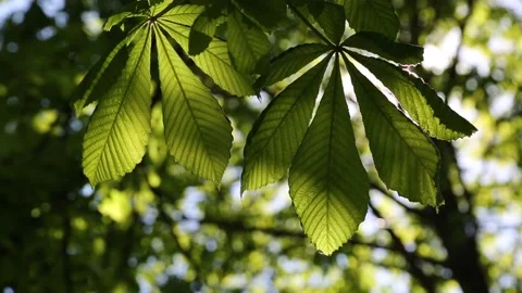 Creen leaves on a chestnut tree Video stock 131090295