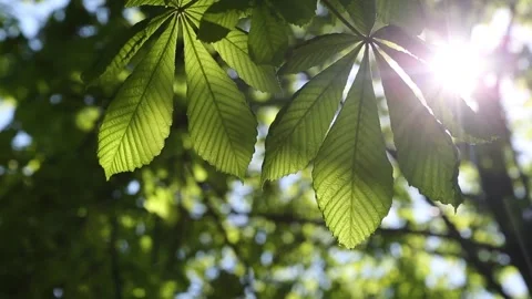 Creen leaves on a chestnut tree Video stock 131090296