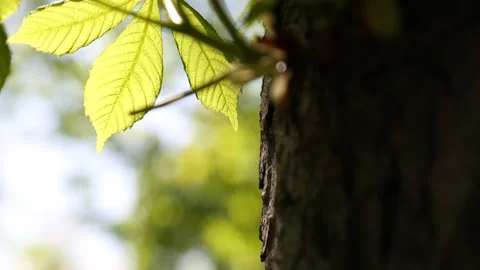 Creen leaves on a chestnut tree Video stock 131090328