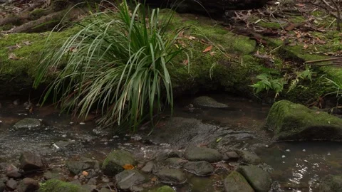 Creen runs between rocks with many green plants on the shore. Stockbeeldmateriaal 142412037