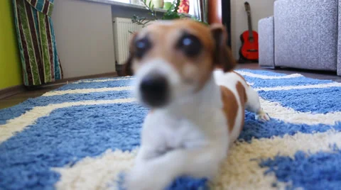 Creep dog play Vídeo Stock 45869864
