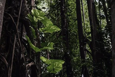 A creeper along the trunk of a huge tree in the jungle Stock Photos