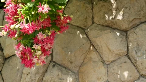 Creeper Blooms Against Stonework Stock Footage 265873748