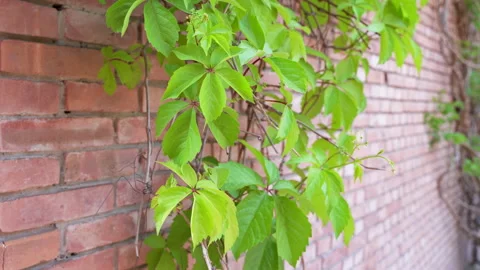 Creeper brocade swaying with the wind Stock Footage 245039641