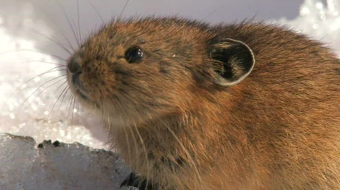 Creeper, a close up Видео 733577