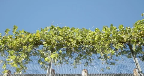 The creeper growing on the barbed wire, swaying in the wind. Stock Footage 120435954