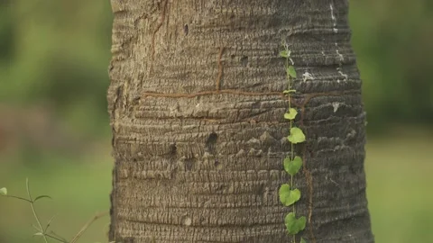 Creeper growing Video stock 186456739