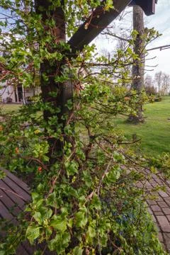 Creeper hydrangea - Hydrangea petiolaris Foto stock