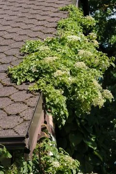 Creeper hydrangea - Hydrangea petiolaris 写真素材