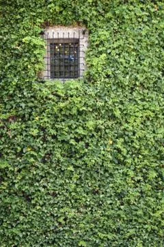 Creeper, ivy, background Foto stock