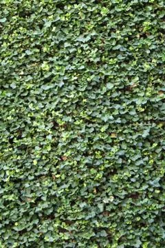 Creeper, ivy, background Stock Photos
