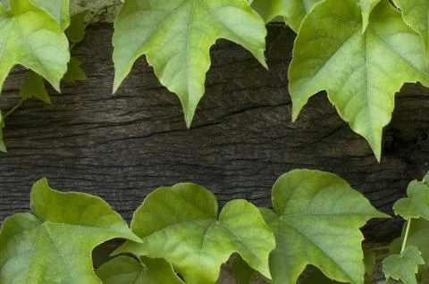 Creeper, ivy, frame, background Stock Photos