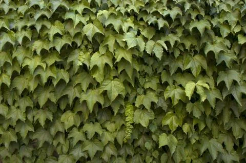 Creeper, ivy Stock Photos