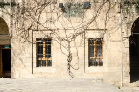 Creeper at Old Building Stock Photos