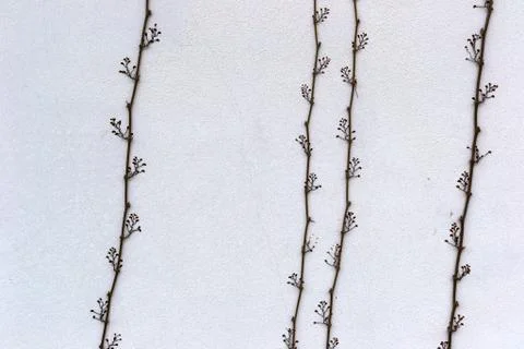 Creeper Stock Photos