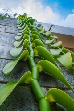 Creeper Stock Photos