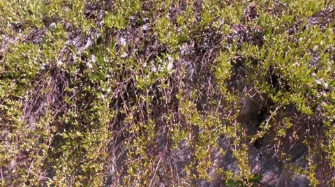 Creeper plant falling on a wall 1b Stock Footage 11408979