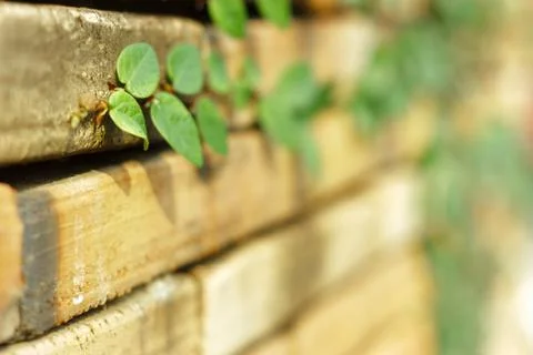 Creeper plant on old bricks wall.shallow depth of field Stock Photos