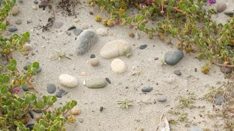Creeper plant on pacific ocean sandy beach, California coast, USA. Sand, tiny Видео 146774628