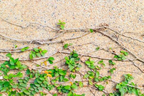 Creeper plant Stock Photos