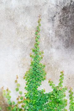 Creeper plant Stock Photos