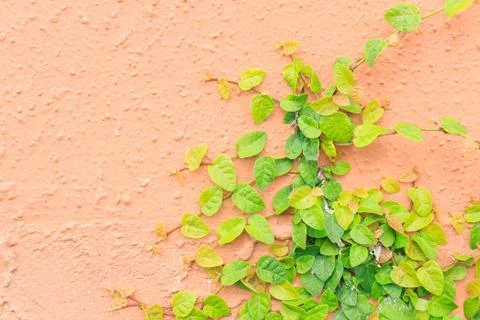 Creeper plant Stock Photos