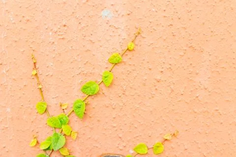 Creeper plant Foto stock