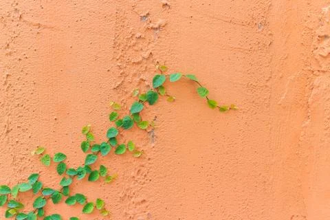 Creeper plant Stock Photos