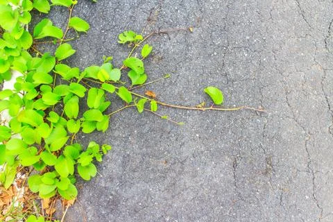 Creeper plant Stock Photos