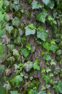 Creeper plant Stock Photos