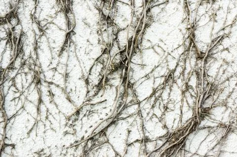 Creeper plant texture on wall Stock Photos