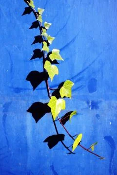 Creeper plant on a wall with leaf shadows Stock Photos