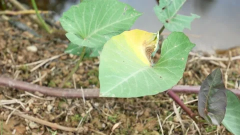 Creeper plants that are often found in swampy areas 4K Stock Footage 153364346