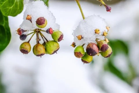 Creeper Plants Seeds Stock Photos