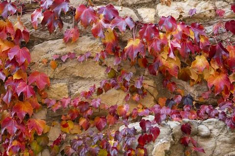 Creeper with reddish leaf in autumn on old stone wall Stock Photos
